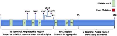 Neuroglial Senescence, α-Synucleinopathy, and the Therapeutic Potential of Senolytics in Parkinson’s Disease